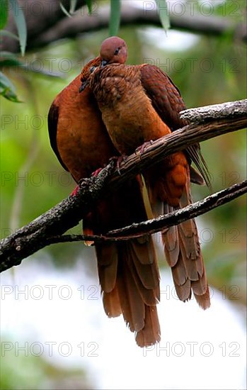 Pink-breasted Cuckoo Dove