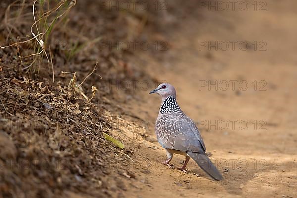Pearl-necked Dove