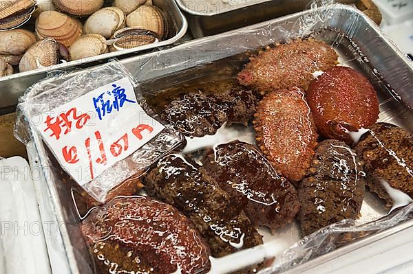 Sea cucumbers for sale
