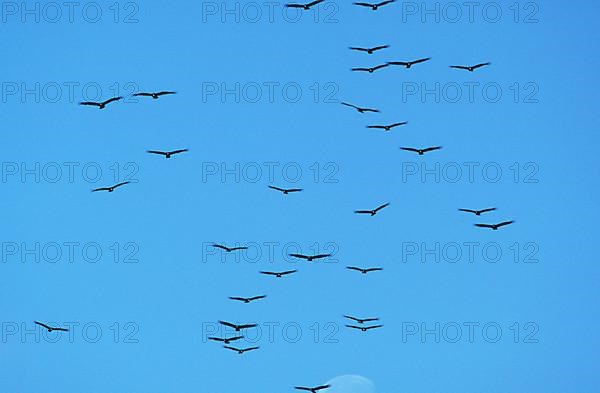 Turkey vulture