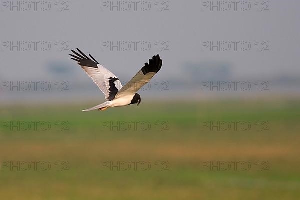 Pied Harrier