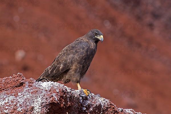 Galapagos Hawk