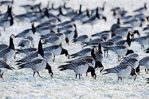 Barnacle Goose