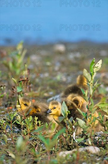 Canada geese