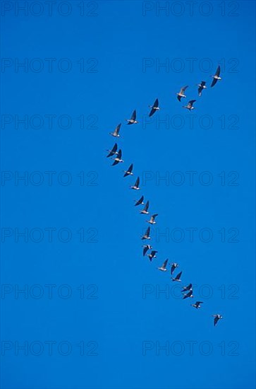 Pink-footed Geese