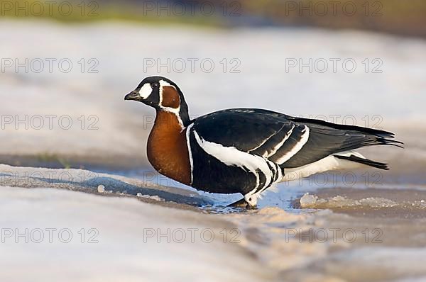 Red-breasted Goose