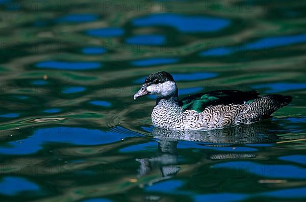 Australian Green green pygmy goose