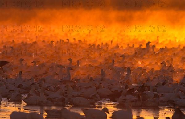 Snow geese