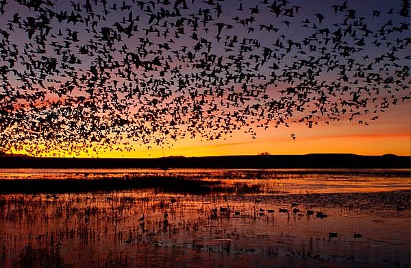 Snow goose