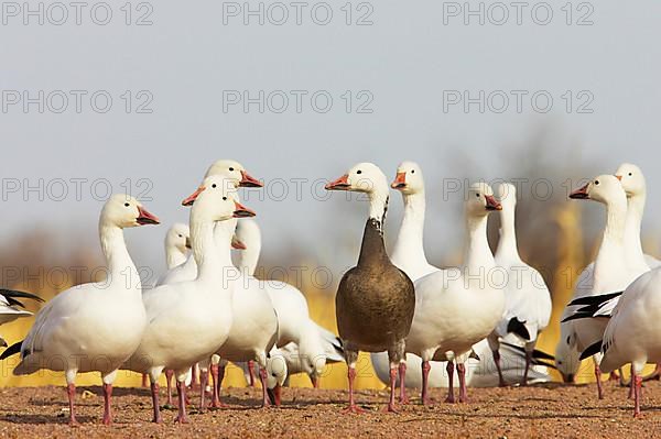 Snow goose