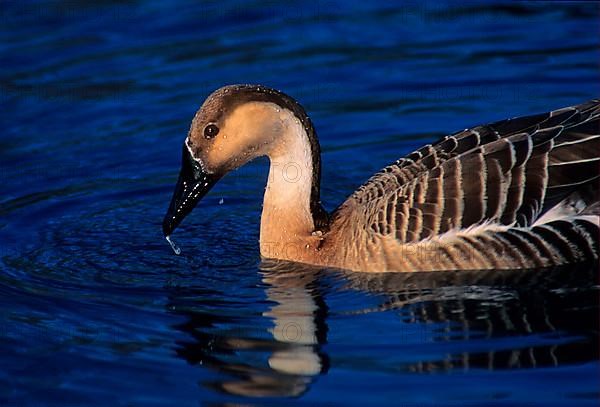 Swan goose