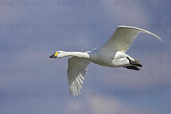 Tundra swan