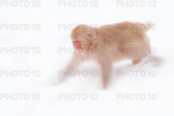 Red-faced macaque