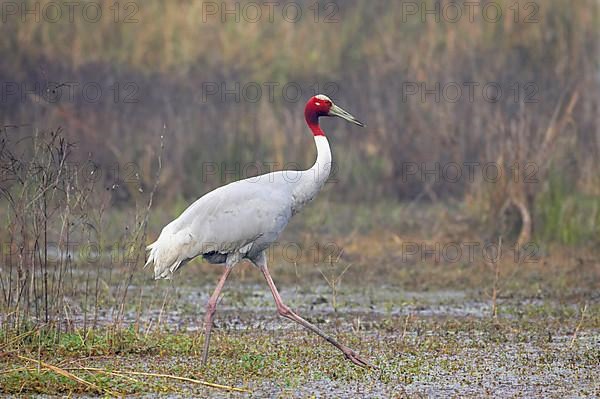 Adult sarus crane