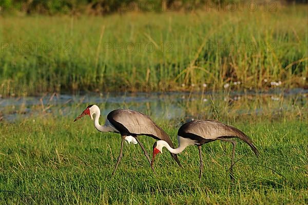 Wattled ibis