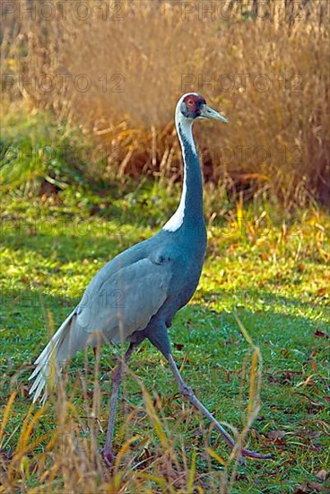 White-naped Crane