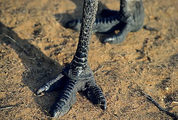 Emu