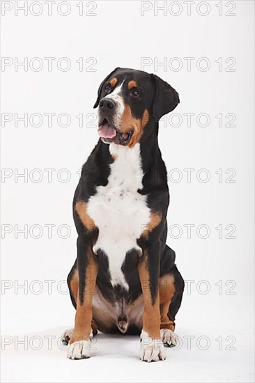 Large Swiss Mountain Dog