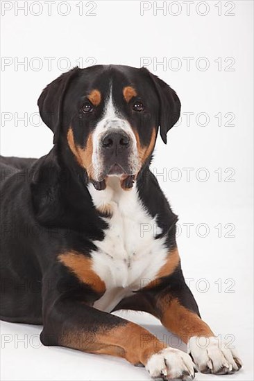 Large Swiss Mountain Dog