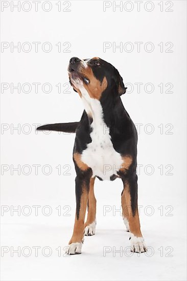 Large Swiss Mountain Dog