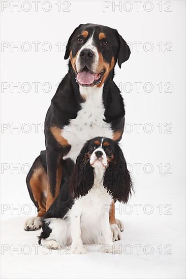 Great Swiss Mountain Dog