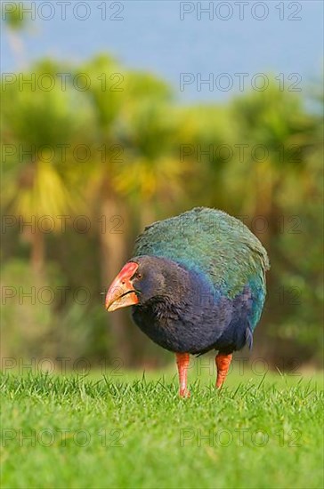 Takahe