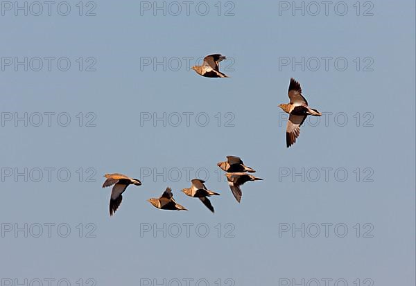 Black-bellied Sandgrouse