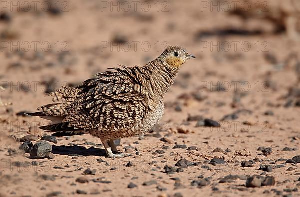Crowned Sandgrouse