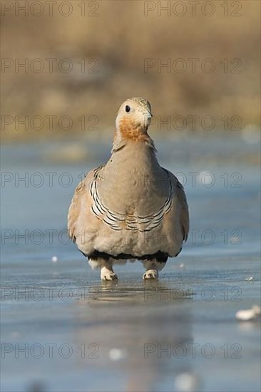 Pallas's Sandgrouse adult male