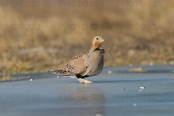 Pallas's Sandgrouse adult male