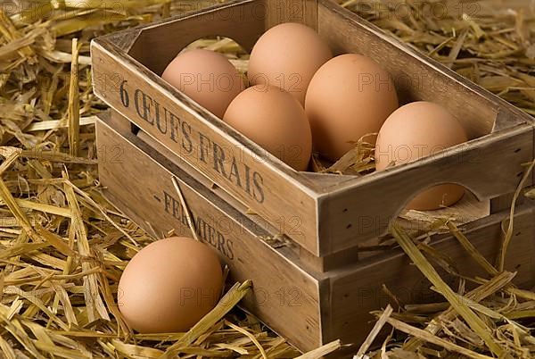 Domestic chicken