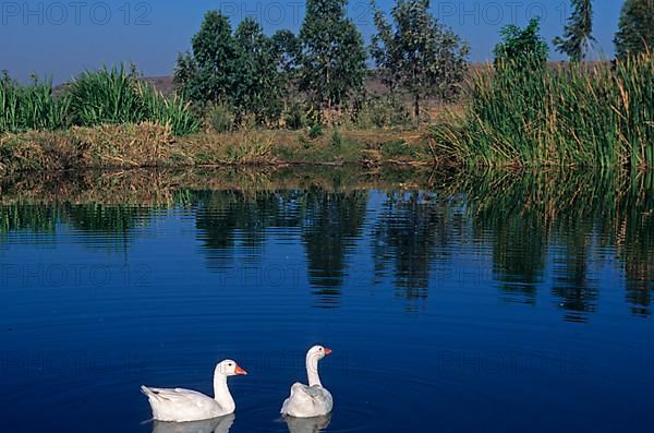 Domestic goose