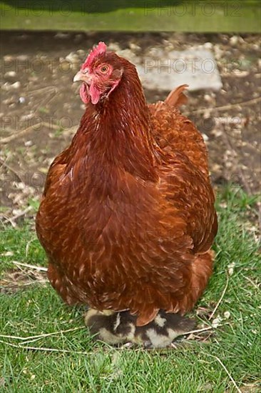Domestic hen