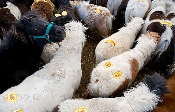 Ponies with auction numbers in the pen at auction