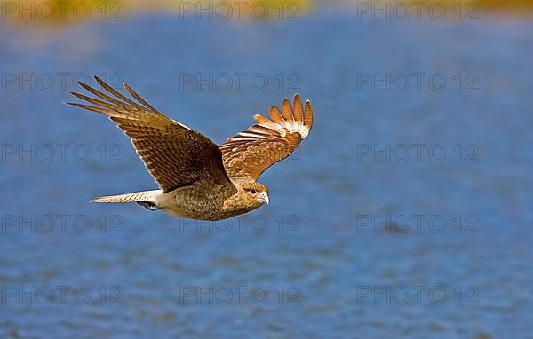 Chimango Caracara