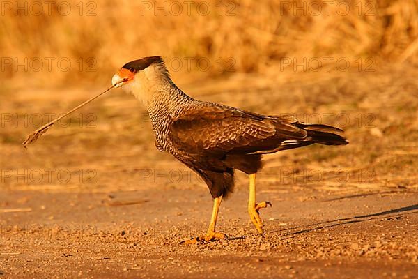 Southern Crested Caracara