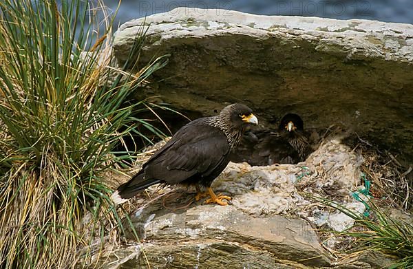 Striped striated caracara