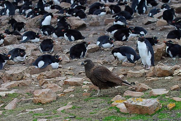 Striped striated caracara