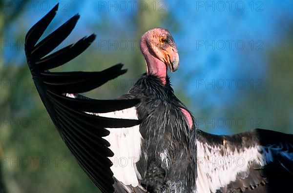 California condor