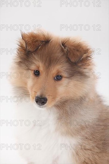 Sheltie