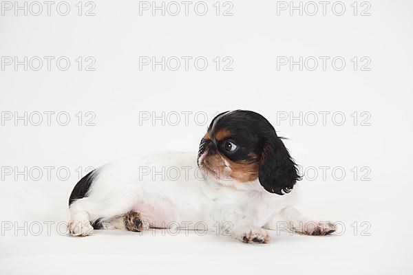 King Charles Spaniel