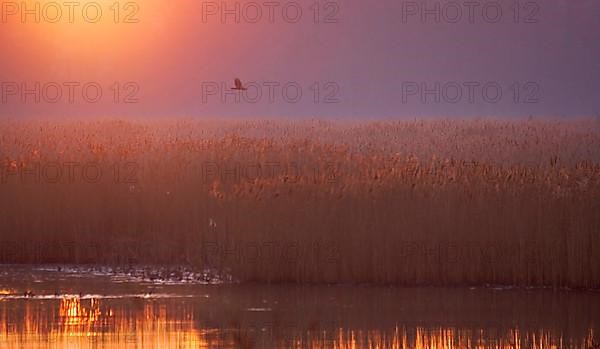 Western marsh-harrier