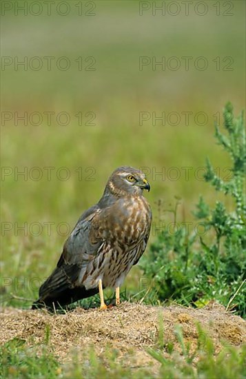 Montagu's Harrier