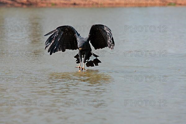 Great Black Hawk