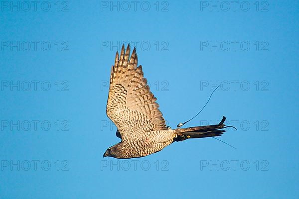 Northern northern goshawk