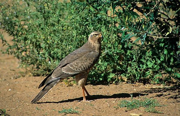 Pale speaking goshawk