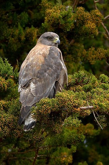 Variable hawk