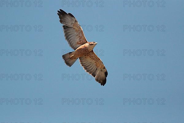 Red-backed Hawk