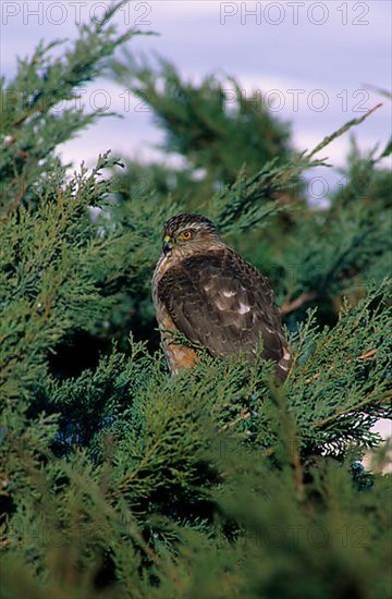 Sharp-shinned hawk