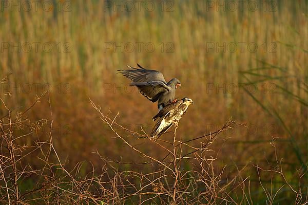 Snail Kite